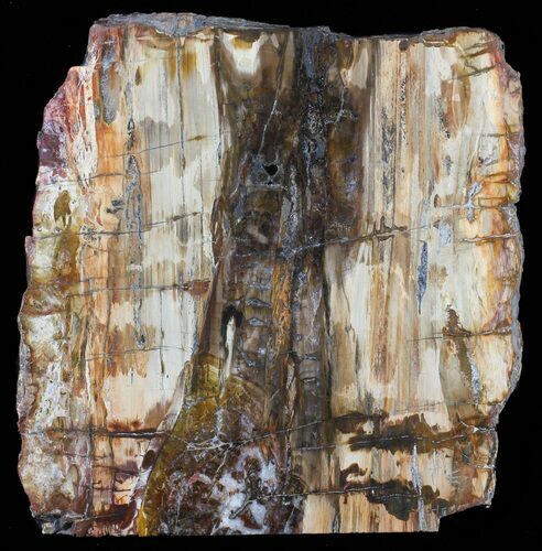 Colorful Petrified Wood Slab - Madagascar #58817